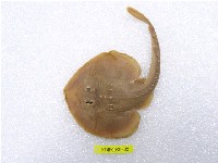 藏品(中國黃點鯆)的圖片